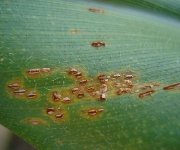 Evitar a exposição das plantas às condições de clima que a favoreçam, por adequação da época de semeadura, permite escape.