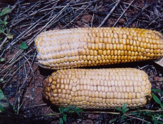 PODRIDÃO RNC D ESPIG Descrição: Doença causada pelos fungos Stenocarpella maydis e S. macrospora.