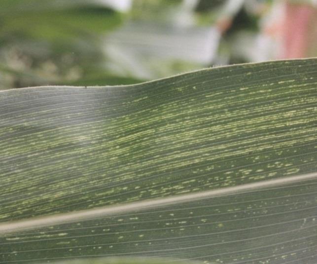 Controle: faixa clorótica das nervuras pode ser controlada pela utilização de cultivares de milho com resistência genética. RISC Descrição: Essa virose é causada por Maize rayado fino virus (MRFV).