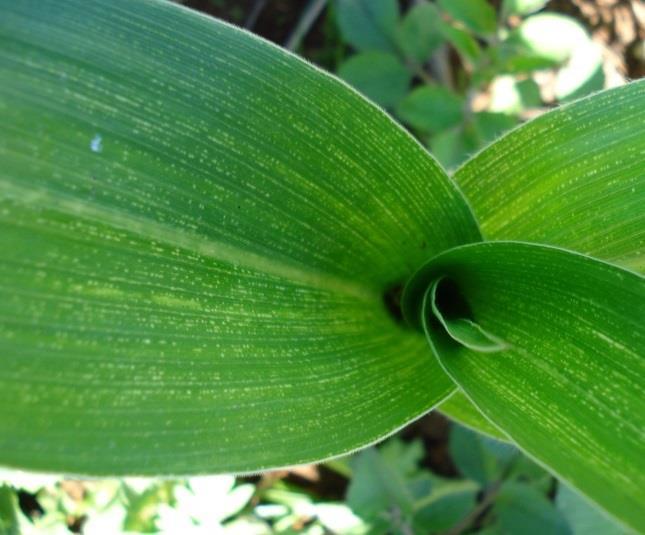 enfezamento vermelho do milho. É comum observar plantas de milho com sintomas dessa virose em áreas com incidência dos enfezamentos.