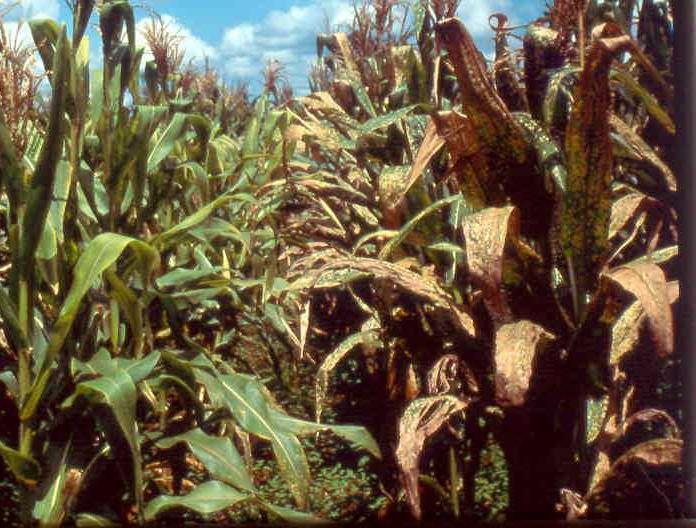 Sintomas de lesões necróticas em plantas de milho. (Fotos: Fernando T. Fernandes). Controle: O uso de cultivares resistentes é a medida mais eficiente para o controle da feosféria.