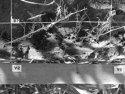 O estudo foi realizado para avaliar o desenvolvimento radicular de três portas-enxertos: limão Cravo (C. limonia Osbeck) e citrumelo Swingle [P. trifoliata (L.) Raf. x C. paradisi Macf.