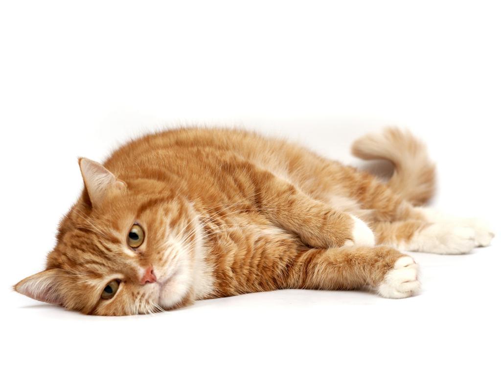 INSTRUÇÕES DE USO Para gatos com doença renal crônica: este produto deve ser utilizado como único alimento