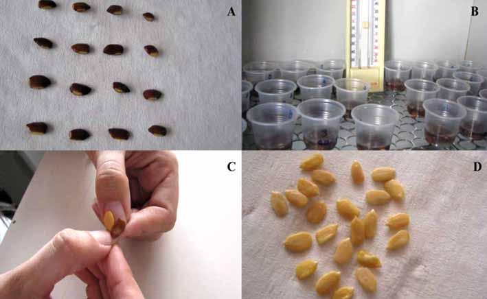 4 Recomendações para o Teste de Tetrazólio em Sementes de Leucena... Procedimentos Para a condução do teste de tetrazólio em sementes de leucena (Leucaena leucocephala e L. leucocephala x L.