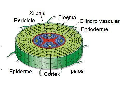 Regiões da raiz Epiderme: composta de uma camada de células vi-vas, com pelos absorventes. Córtex: situada no interior da epiderme e constituí-da de várias camadas de células.