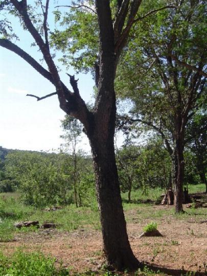 TRONCO Mais ou menos cilíndrico, resistente e ramificado.