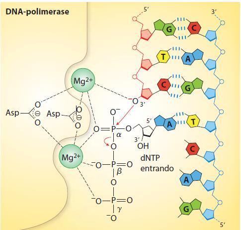 ALONGAMENTO DNA Polimerase Função