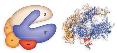 INICIAÇÃO RNA polimerase Tipos de Polimerases RNA polimerase I RNA polimerase II RNA polimerase III Genes transcritos Genes de