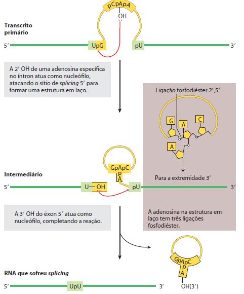PROCESSAMENTO Splicing de íntrons GRUPO I e II (BACTÉRIAS E VIRUS)