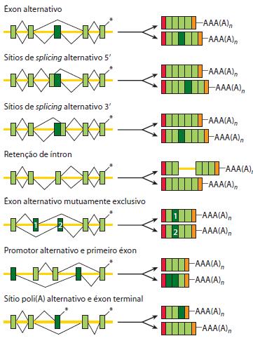 PROCESSAMENTO Splicing alternativo Ampliação