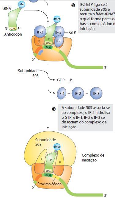 peptidil (P) sítio aminoacil