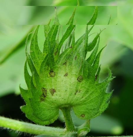 favoráveis em todas as regiões produtoras; Lagartas pequenas : folhas e brácteas raspadas; Lagartas