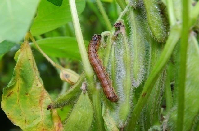 Spodoptera