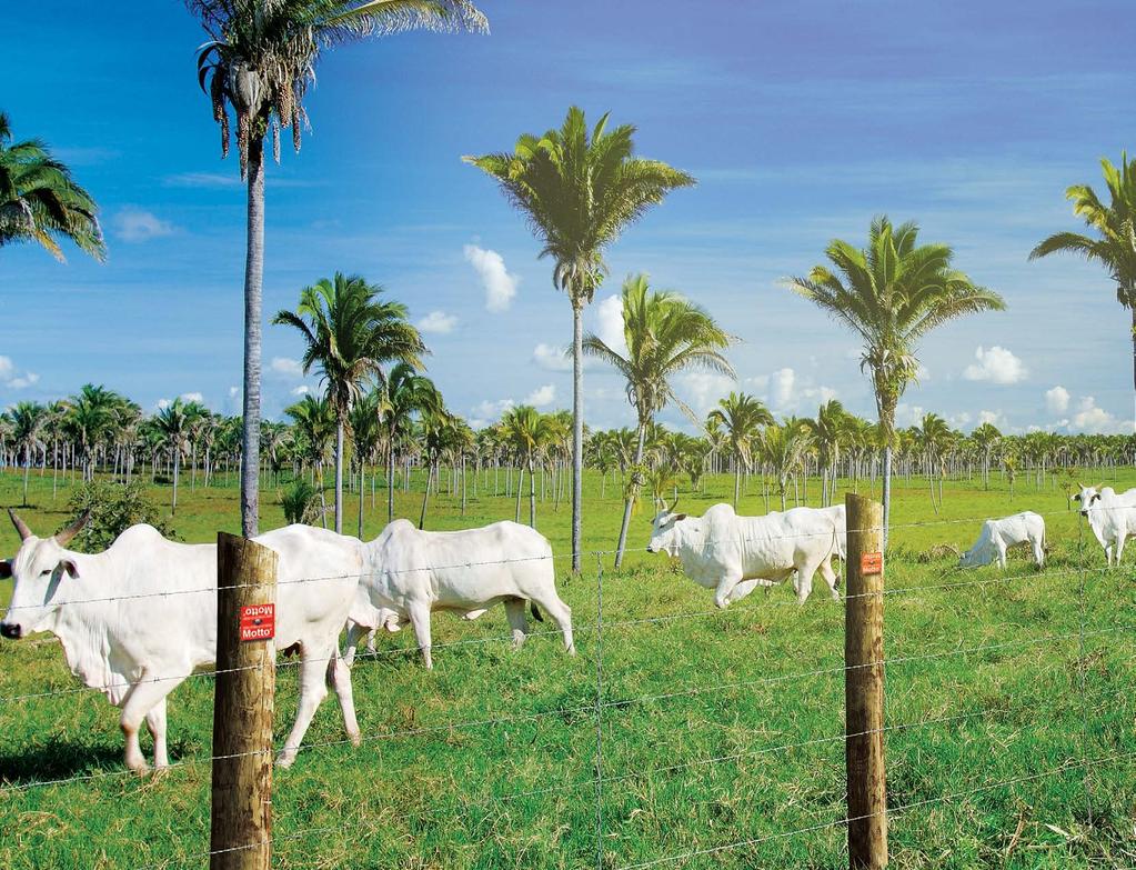 Arames e acessórios para Agropecuária Com tecnologia de