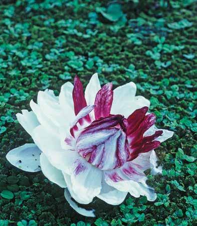 Apara.. A exemplo do que acontece em terra firme, as flores do igapó contam com vários recursos para atrair polinizadores. A mata densa da selva tropical excluiu o vento desse papel.