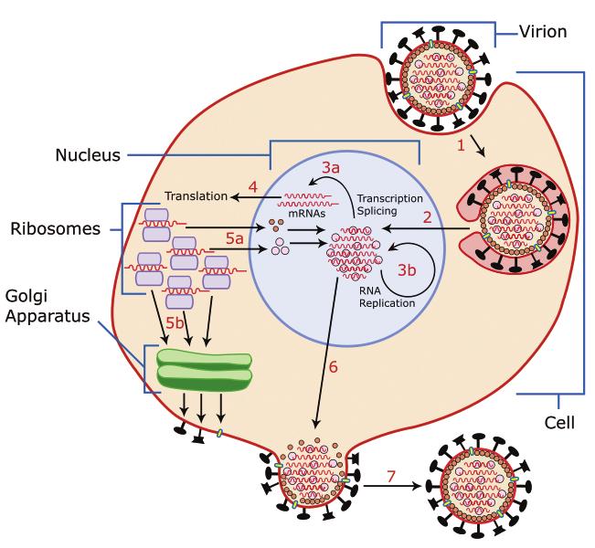 4 GRIPE ASPECTOS EPIDEMIOLÓGICOS, CLÍNICOS E TERAPÊUTICOS ATUALIZAÇÃO Replicação Invasão da célula do hospedeiro e ciclo replicativo do virus influenza Vírus são parasitas intracelulares