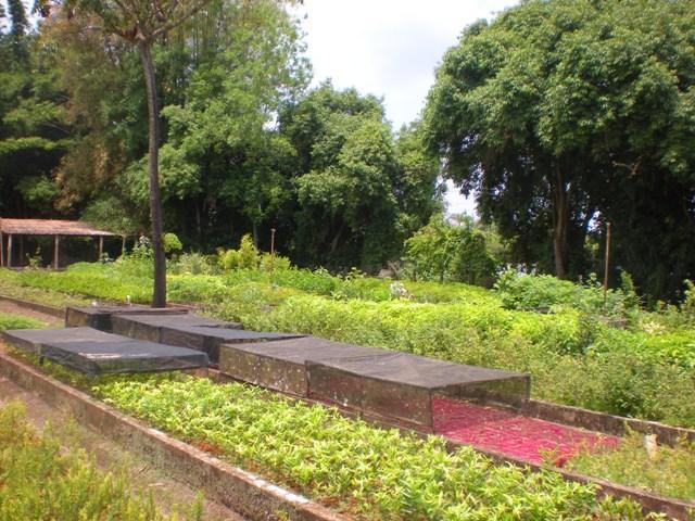 Coleta e Beneficiamento de Sementes SP