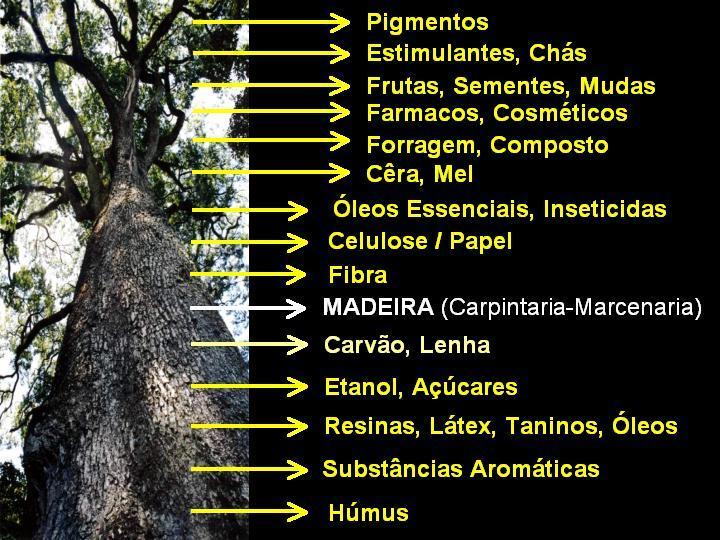 Potencial Econômico das Árvores Nativas