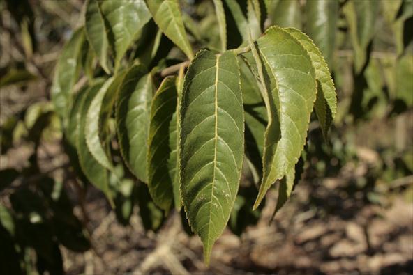 d água Croton urucurana LÁTEX