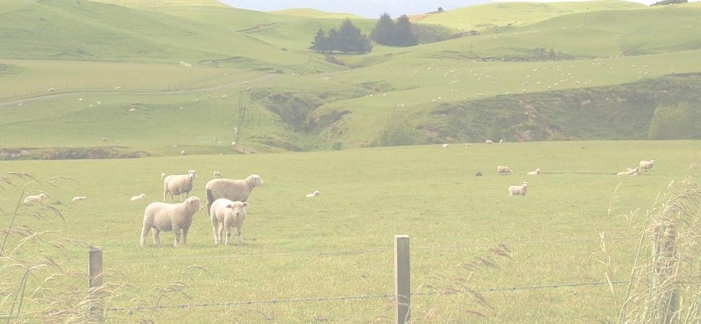 BIOMA Os Campos Sul ( Campos Sulinos) tem uma vegetação campestre que é composta por gramíneas, herbáceas e outras