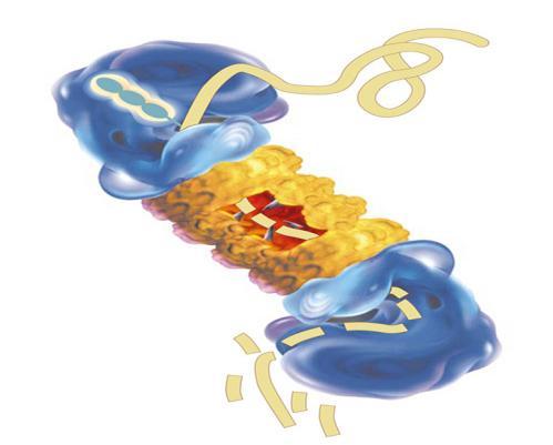 Proteassoma: Próprio sistema de limpeza da célula Degradação de proteínas danificadas e oxidadas, mas: - Sua atividade diminui