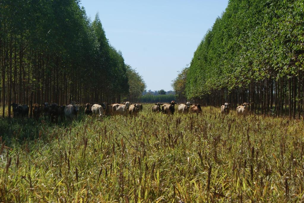 Fazenda Gamada Nova