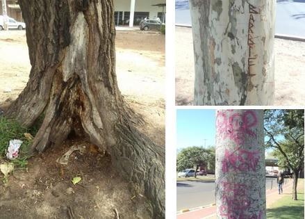 217 Figura 5. Detalhes de danos ocorrentes nos troncos das árvores na Praça dos Açorianos, Porto Alegre, RS. Fonte: Silva, J.; Negrello, T., (2014).