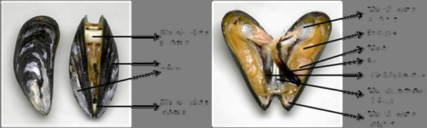 49 Figura 12: Anatomia de um bivalve marinho da família Mytilidae. À esquerda, o animal com as valvas entre-abertas mostrando o músculo adutor posterior e anterior.