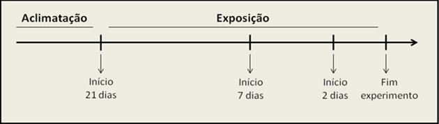 unicelular Chaetoceros muelleri, obtida no Laboratório de Cultivo de Moluscos Marinhos (CCA, UFSC).