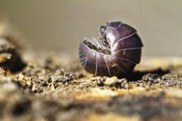 Ocupam habitats variados, desde zonas litorais até desertos, vivendo sempre no solo, geralmente em ambientes húmidos e abrigados da luz.