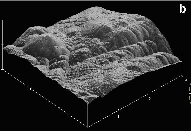 The fibrillar surface structures of the Eucalyptus fibres higher roughness (RMS = 74 ± 18