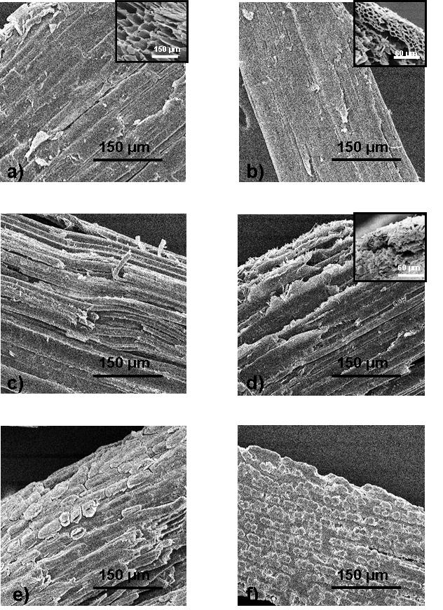 Scanning electron micrography of bagasse fibers a) Unpyrolyzed fiber b) Pyrolyzed fiber c) Unpyrolyzed fiber treated with silane
