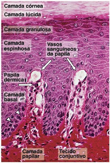 Camadas da Epiderme Possui dois conjuntos de células: -Queratinócitos -Melanócitos, macrófagos e linfócitos