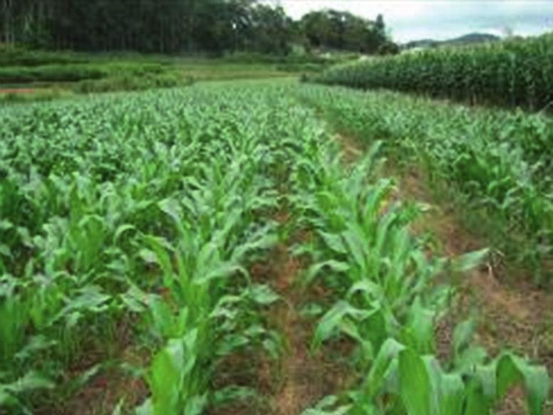 (a) Vanessa Maria Pereira e Silva (b) Figura 3.3: Cultura do milho em duas fases diferentes de desenvolvimento.