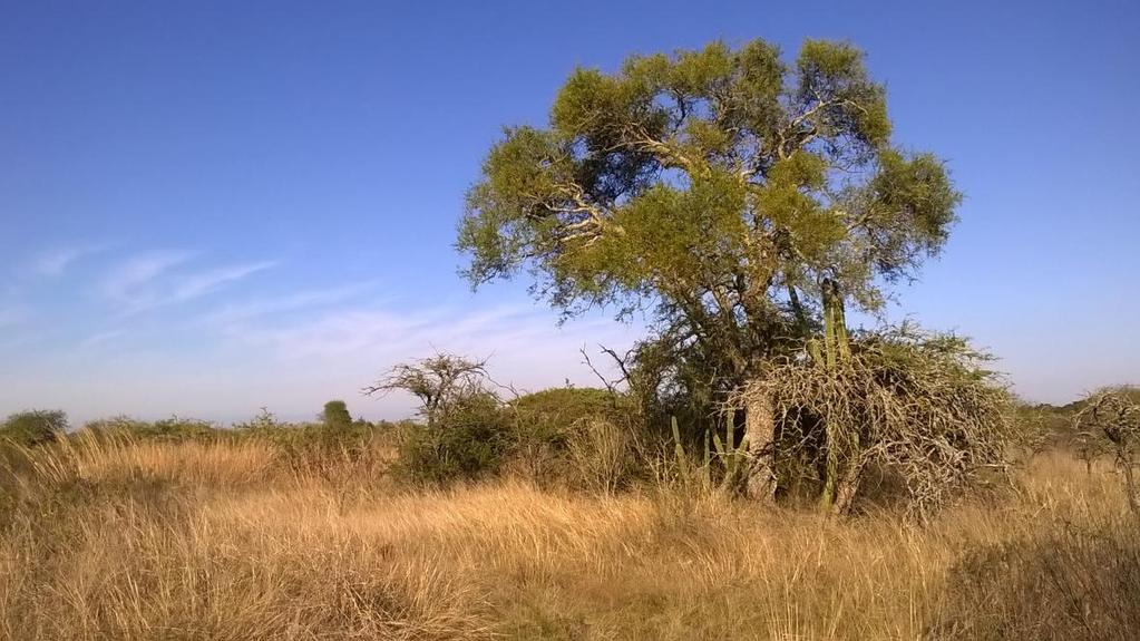 A unidade de conservação protege os últimos remanescentes de vegetação de parque espinilho ou estepe parque no Brasil, uma formação vegetal com aspecto de savana e que está biogeograficamente