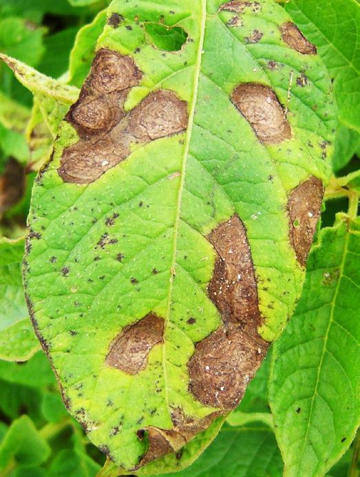 Phytophthora infestans apresenta micélio cenocítico, esporangióforos com ramificação