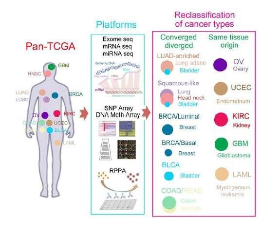 MULTIPLATFORM ANALYSIS OF 12 CANCER TYPES REVEALS MOLECULAR