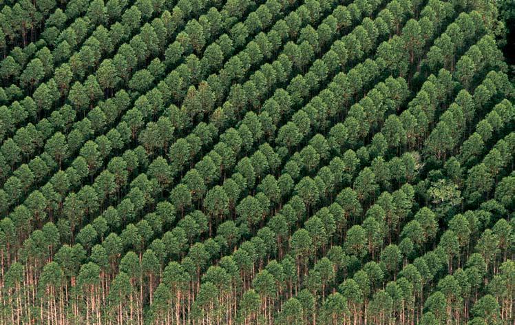 Interdisciplinaridade Biorrefinaria é conceito aplicável ao setor florestal Francides Gomes da Silva Júnior* ACERV VERACEL Floresta plantada de eucalipto para abastecimento industrial, BA s