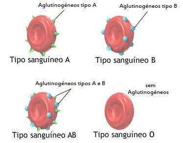 SISTEMA SANGUÍNEO A presença ou a ausência de determinados antígenos nos eritrócitos será utilizada para classificar o sangue em diversos grupos diferentes.