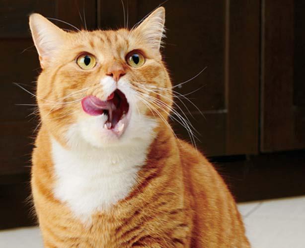 15 Gato Guloseimas e Complementos Brincar com o seu gato é uma maneira divertida e simples