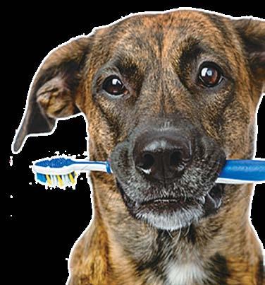 17 Cuidados de Higiene Os animais de estimação necessitam de cuidados de higiene, que contribuem para preservar a sua saúde e
