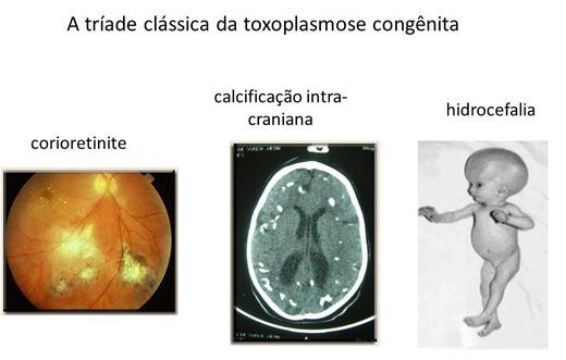 Hospedeiros definitivos gatos domésticos e outros felídeos Zoonose Hospedeiros intermediários cães, gatos e animais