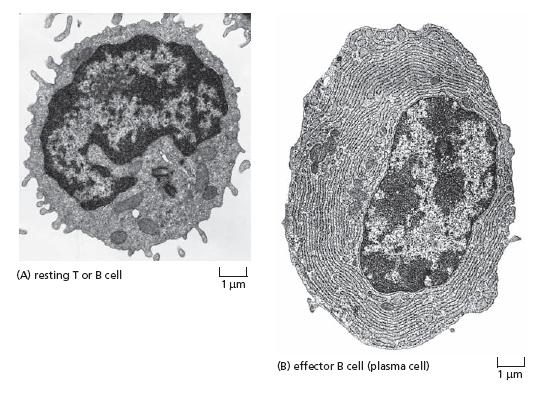 Plasmócitos derivam da diferenciação de linfócitos B (ou células B)