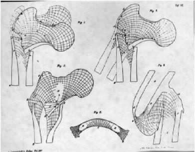 adaptação óssea evolução histórica Em 1892 Wolff (anatomista) publica o livro Das Gesetz der Transformation der Knochen, onde compila algumas das suas descobertas.