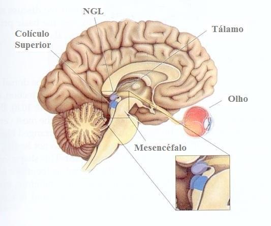 31 Intermediária e Profunda. A camada superficial do SC recebe informações da retina e de outras áreas visuais corticais.