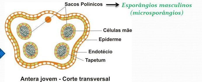 Microsporângios Dentro do saco polínico Formam microsporócitos (2n) ou