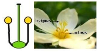 2. Auto-esterilidade: incompatibilidade entre grão de pólen e carpelo da mesma planta. 3.