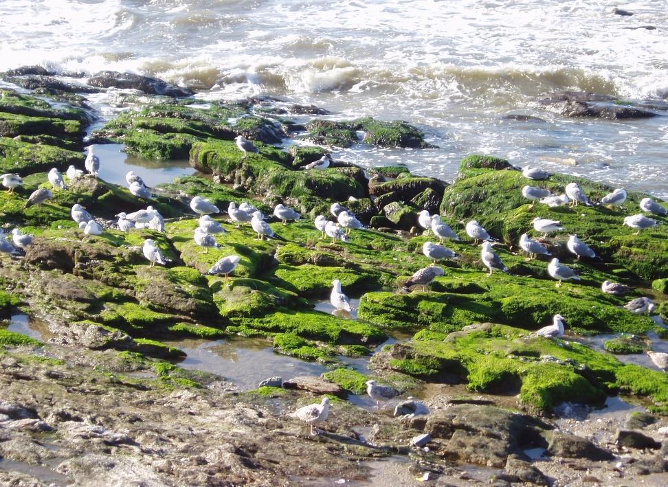 Ambiental de Gaia: - CEAR (Centro de Educação Ambiental das Ribeiras), -