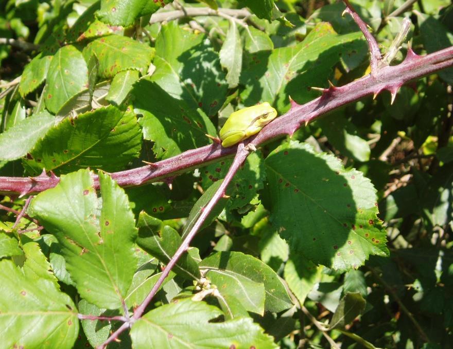 abordando questões ligadas à fauna e flora e