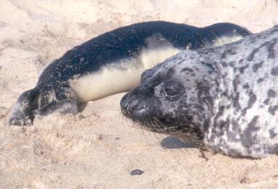 CONSERVAÇÃO da NATUREZA Arrojamentos de animais marinhos: